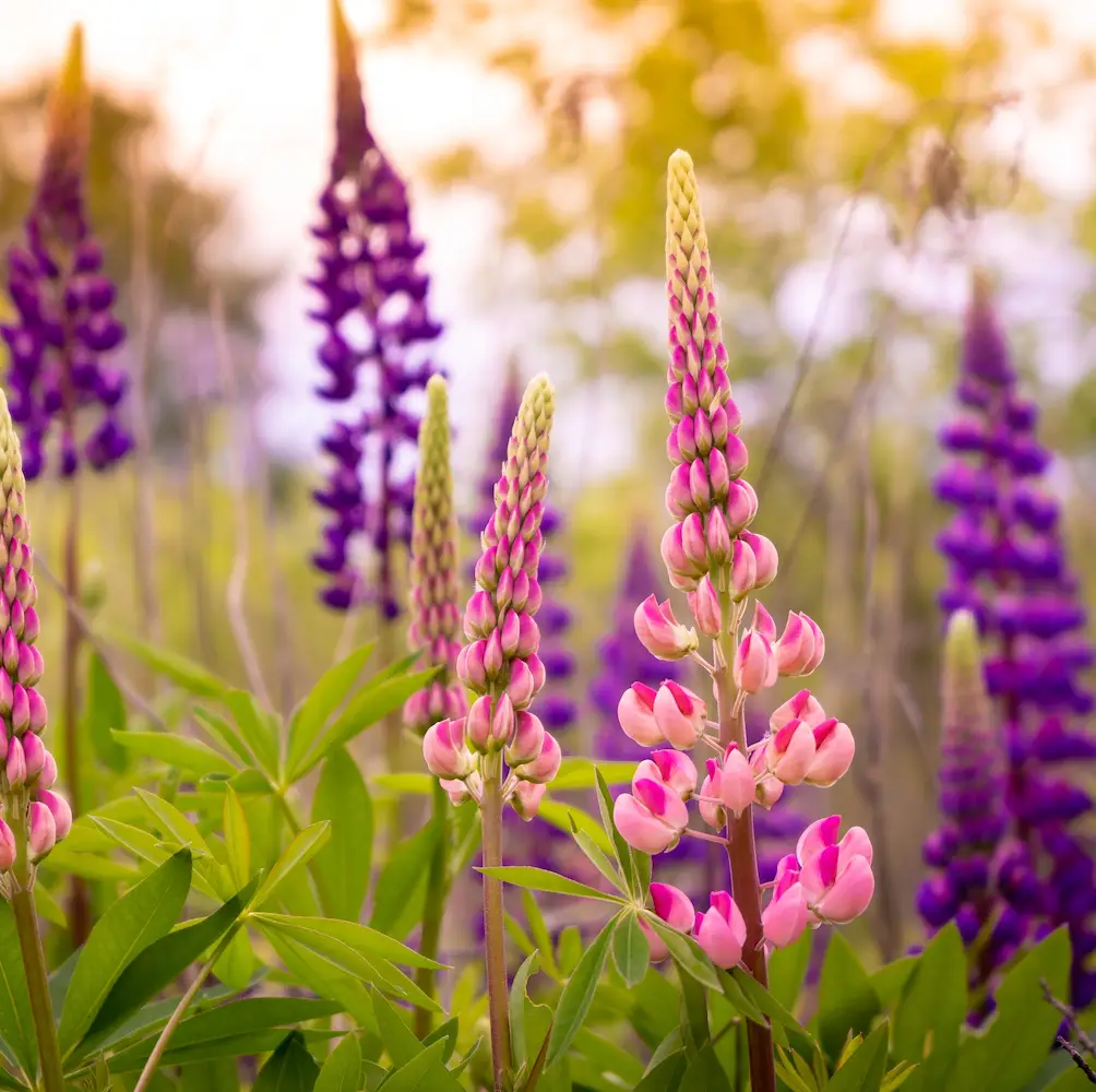 A close-up of Lupin Dwarf, a compact perennial with spikes of vibrant blooms in shades of blue, purple, red, pink, and white, ideal for smaller UK gardens.