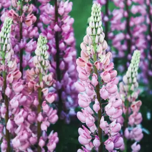 A close-up of Lupin Gallery, a hardy perennial with tall, densely packed spires of colourful flowers in shades of pink, purple, blue, and white, perfect for UK gardens.