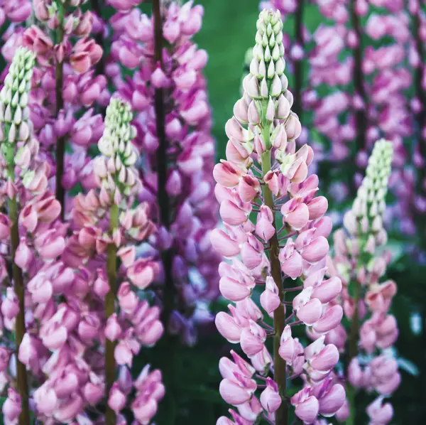 A close-up of Lupin Gallery, a hardy perennial with tall, densely packed spires of colourful flowers in shades of pink, purple, blue, and white, perfect for UK gardens.