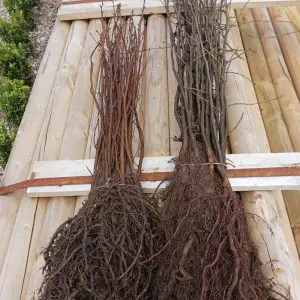 A variety of rootstocks used for grafting and budding, providing a strong and disease-resistant foundation for fruit trees and ornamental plants, ideal for UK gardens.