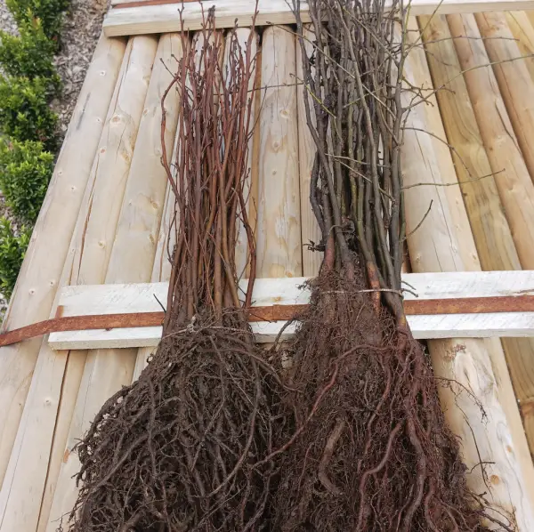 A variety of rootstocks used for grafting and budding, providing a strong and disease-resistant foundation for fruit trees and ornamental plants, ideal for UK gardens.