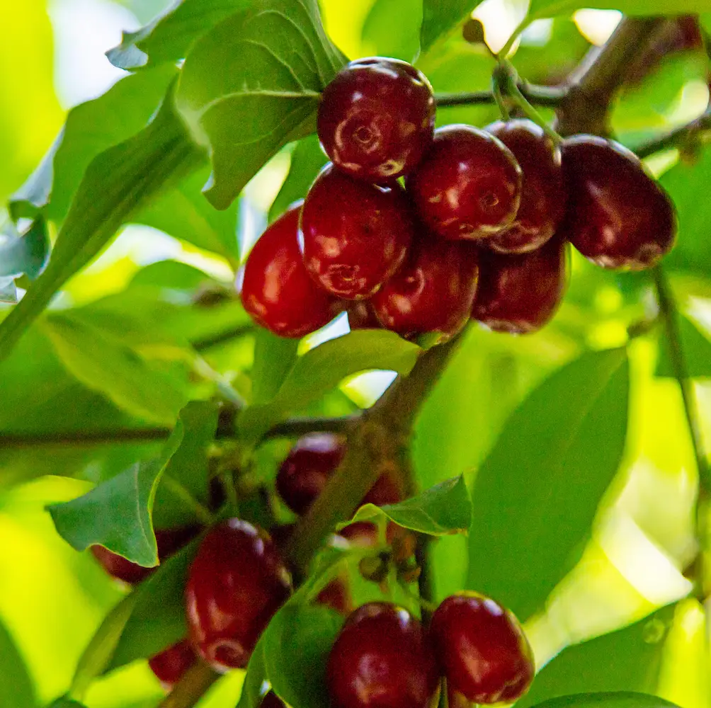 Stella Cherry Tree, a deciduous tree known for its sweet, dark red cherries and beautiful spring blossoms, ideal for home orchards in UK gardens.