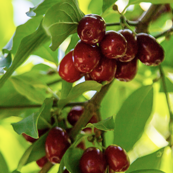 morello cherry tree from sandy lane nursery
