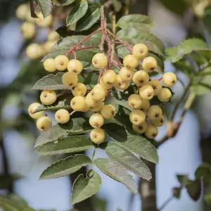 Mountain Ash ‘Joseph Rock’ (Sorbus), an ornamental tree known for its golden-yellow berries and vibrant autumn colours, ideal for UK gardens.