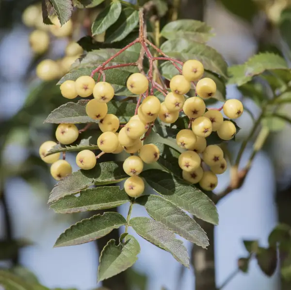 Mountain Ash ‘Joseph Rock’ (Sorbus), an ornamental tree known for its golden-yellow berries and vibrant autumn colours, ideal for UK gardens.