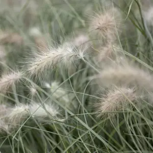 A close-up of Pennisetum Villosum, an ornamental grass with soft, fluffy white seed heads atop slender green foliage, perfect for adding texture to UK gardens.