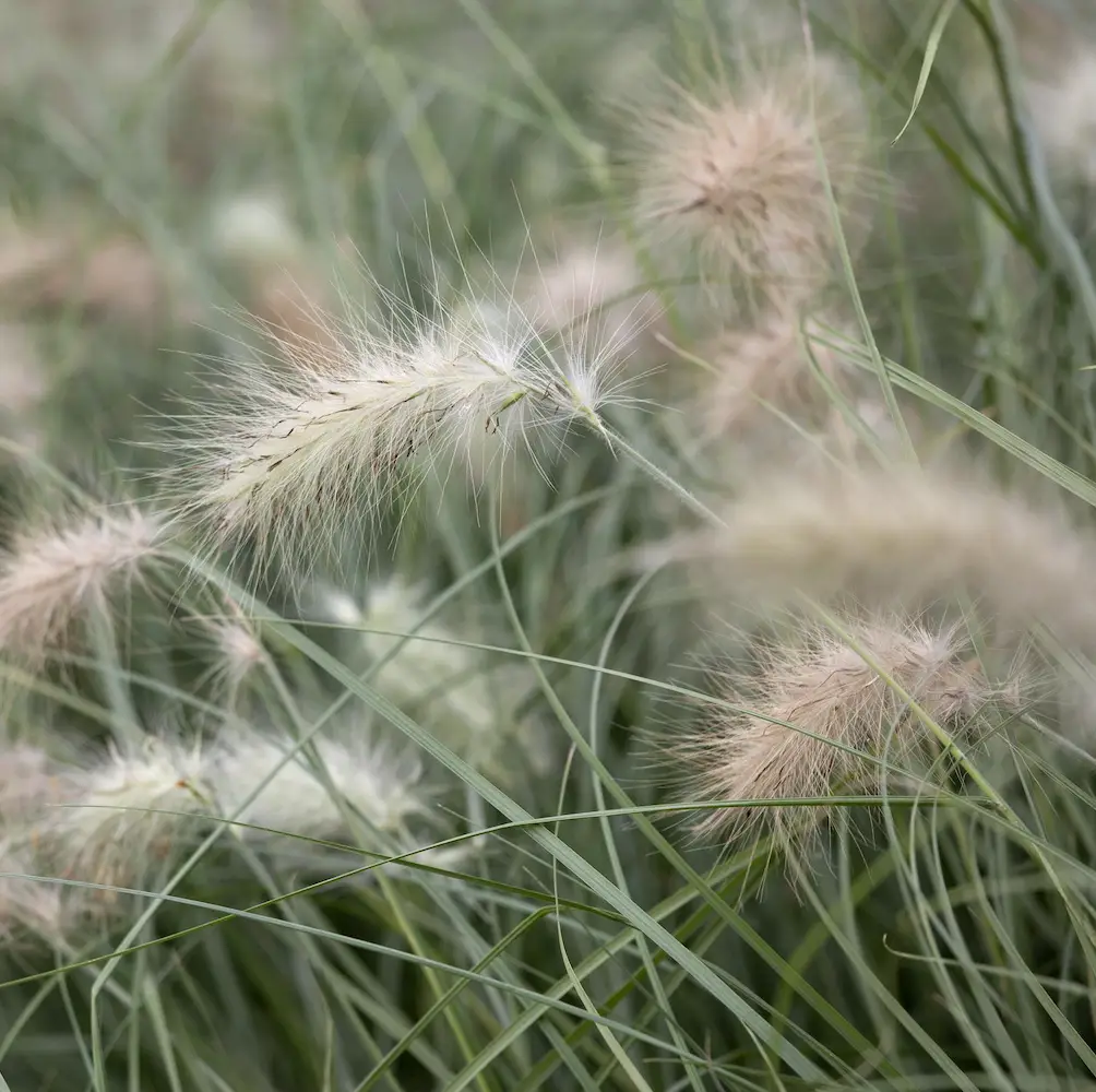 A close-up of Pennisetum Villosum, an ornamental grass with soft, fluffy white seed heads atop slender green foliage, perfect for adding texture to UK gardens.