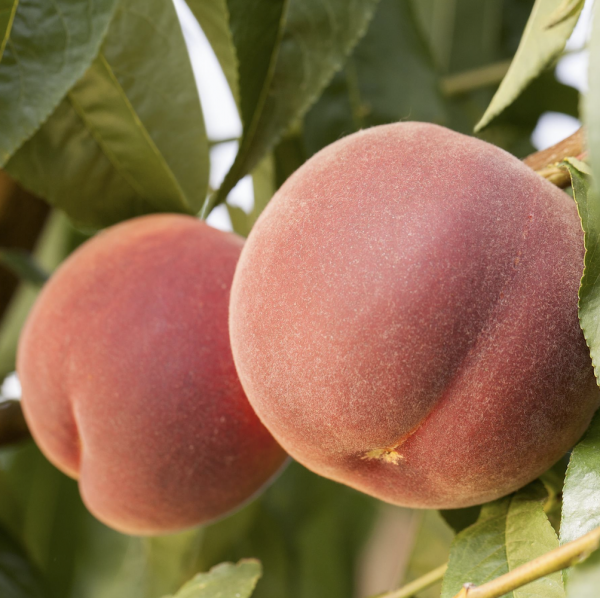 Peregrine Peach Tree, a deciduous tree known for its sweet peaches and pink spring flowers, ideal for home orchards in UK gardens.