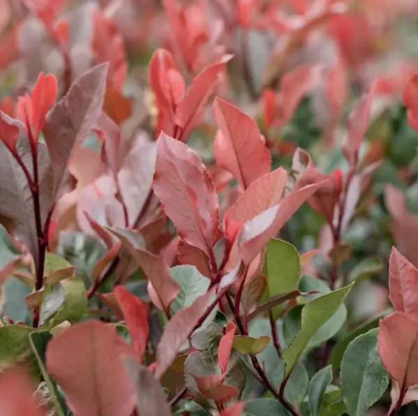 Photinia Red Robin (Photinia x Fraseri Red Robin), an evergreen shrub with vibrant red young leaves and clusters of white flowers, perfect for UK gardens