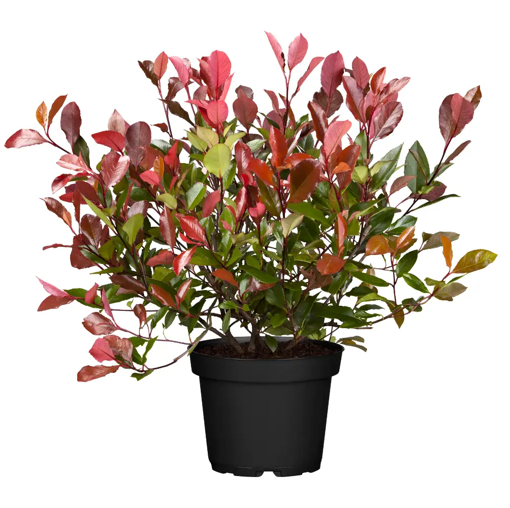 Photinia Red Robin (Photinia x Fraseri Red Robin), an evergreen shrub with vibrant red young leaves and clusters of white flowers, perfect for UK gardens.