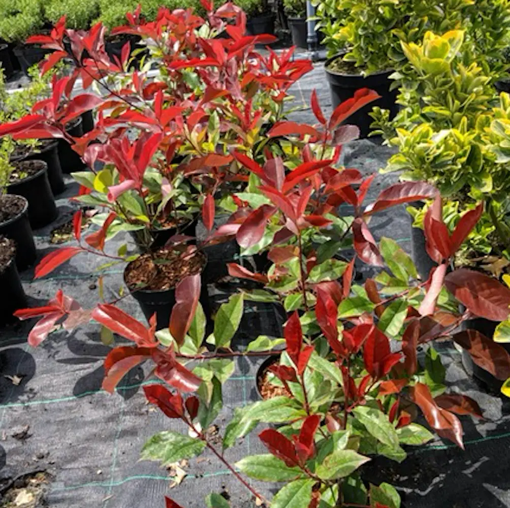 Photinia Red Robin (Photinia x Fraseri Red Robin), an evergreen shrub with vibrant red young leaves and clusters of white flowers, perfect for UK gardens.