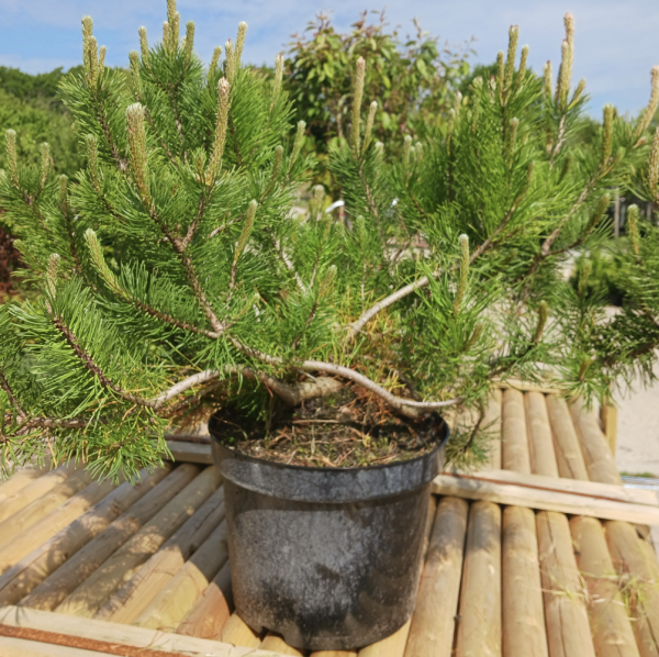 A close-up of Dwarf Mountain Pine (Pinus Mugo Pumilo), a compact evergreen conifer with dense clusters of soft, needle-like leaves, ideal for small gardens in the UK.