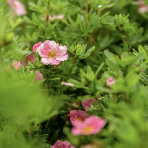 A close-up of Potentilla, a hardy perennial with small, vibrant flowers in shades of yellow, pink, red, and white, ideal for UK garden borders and rockeries.
