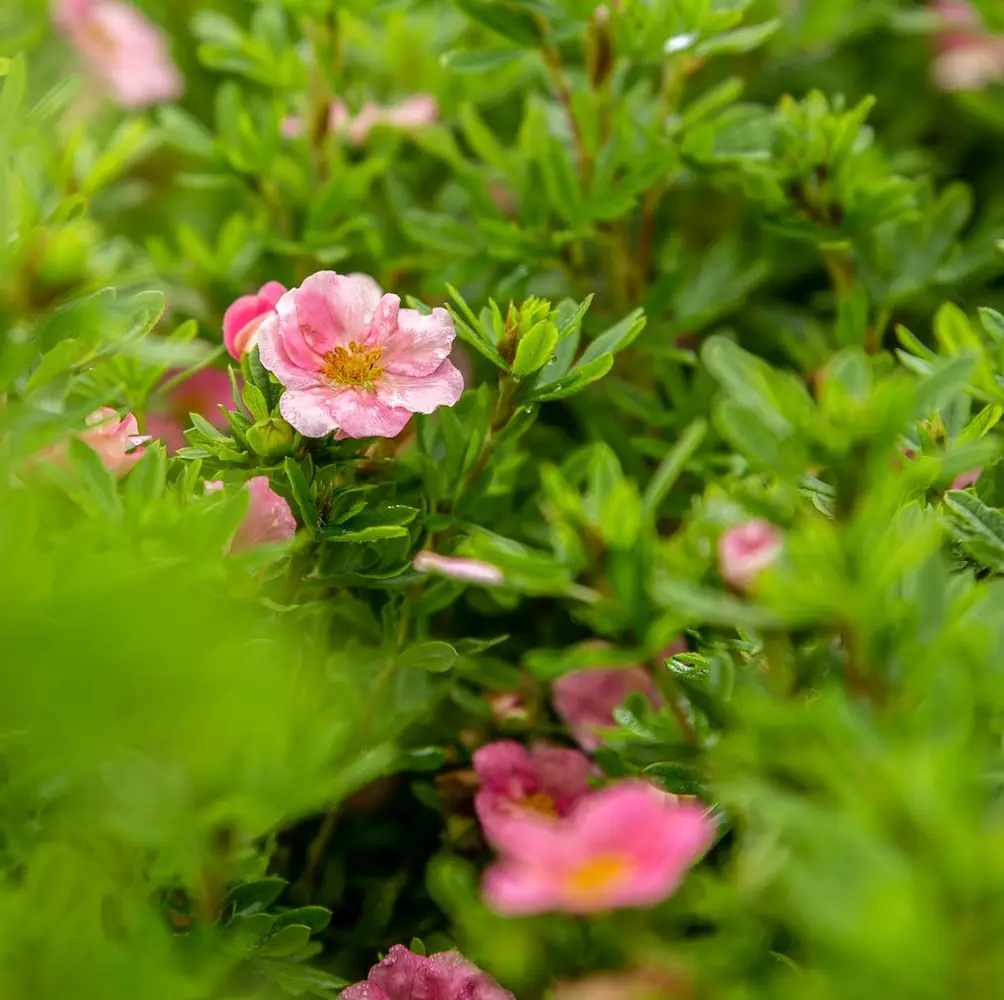 A close-up of Potentilla, a hardy perennial with small, vibrant flowers in shades of yellow, pink, red, and white, ideal for UK garden borders and rockeries.