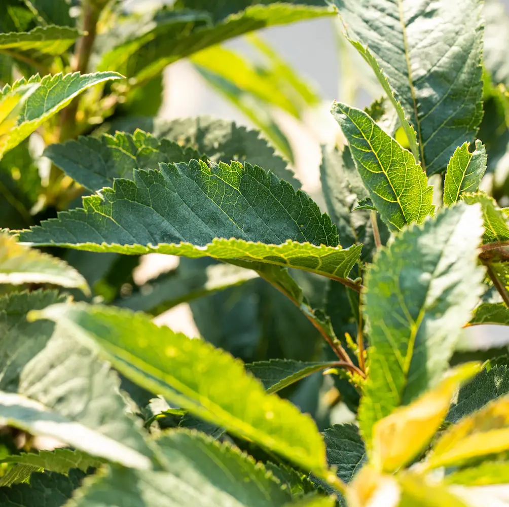 A close-up of Wild Cherry (Prunus Avium), a deciduous tree with stunning white spring blossoms and small sweet cherries, ideal for UK gardens and woodland areas.