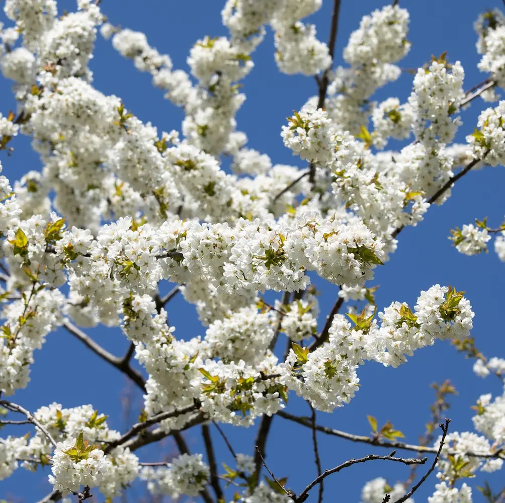 A close-up of Wild Cherry (Prunus Avium), a deciduous tree with stunning white spring blossoms and small sweet cherries, ideal for UK gardens and woodland areas.
