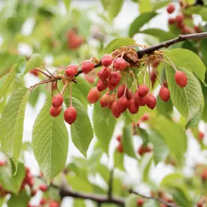 A close-up of Wild Cherry (Prunus Avium), a deciduous tree with stunning white spring blossoms and small sweet cherries, ideal for UK gardens and woodland areas.