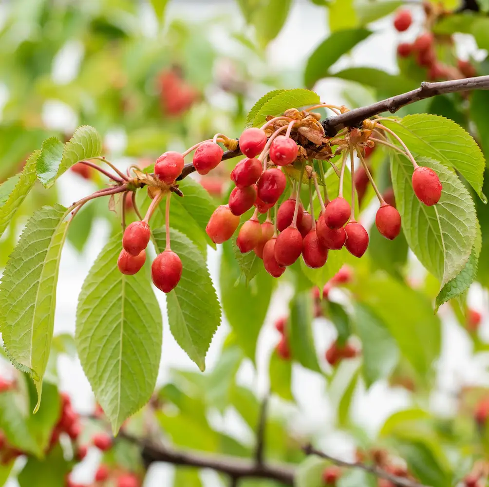 A close-up of Wild Cherry (Prunus Avium), a deciduous tree with stunning white spring blossoms and small sweet cherries, ideal for UK gardens and woodland areas.