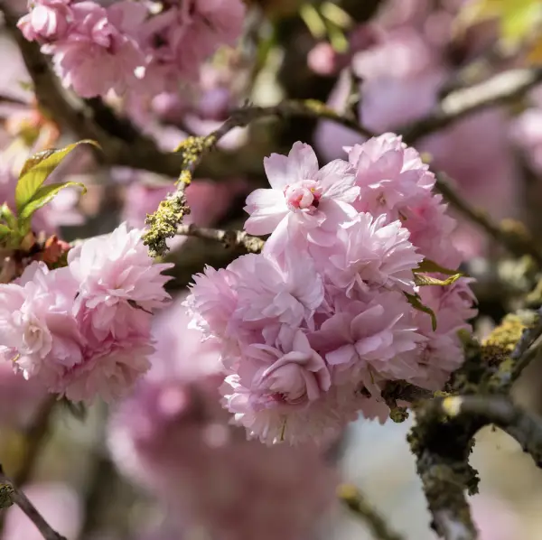 Cherry Kanzan (Prunus Kanzan), an ornamental cherry tree known for its stunning double pink flowers and dark green leaves, ideal for enhancing UK gardens.