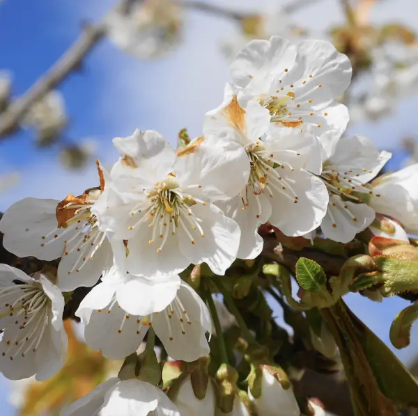 Cherry Sunset Boulevard (Prunus Sunset Boulevard), an ornamental cherry tree with vibrant double pink flowers and glossy green leaves, ideal for enhancing UK gardens.