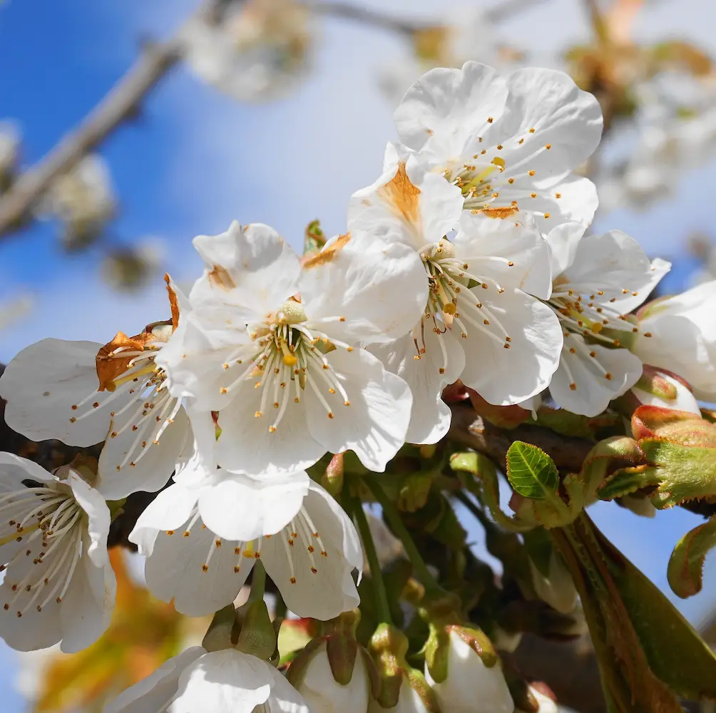 Cherry Sunset Boulevard (Prunus Sunset Boulevard), an ornamental cherry tree with vibrant double pink flowers and glossy green leaves, ideal for enhancing UK gardens.