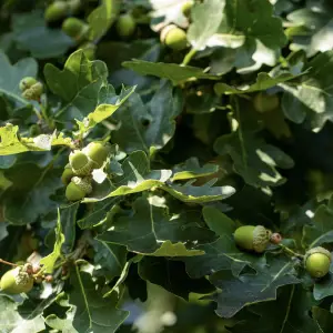 A close-up of English Oak (Quercus Robur), a majestic deciduous tree with a broad canopy and deeply lobed green leaves, ideal for large UK gardens and landscapes.