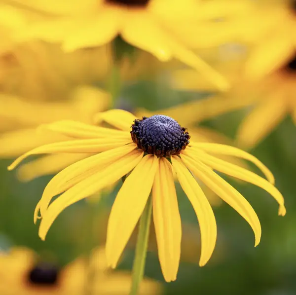 A close-up of Rudbeckia, a hardy perennial featuring vibrant yellow or orange daisy-like flowers with dark centres, ideal for adding late-season colour to UK gardens.