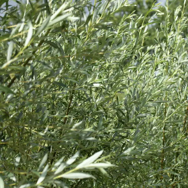 A close-up of White Willow (Salix Alba), a large deciduous tree with pale green leaves and silvery-white undersides, ideal for UK gardens and water features.