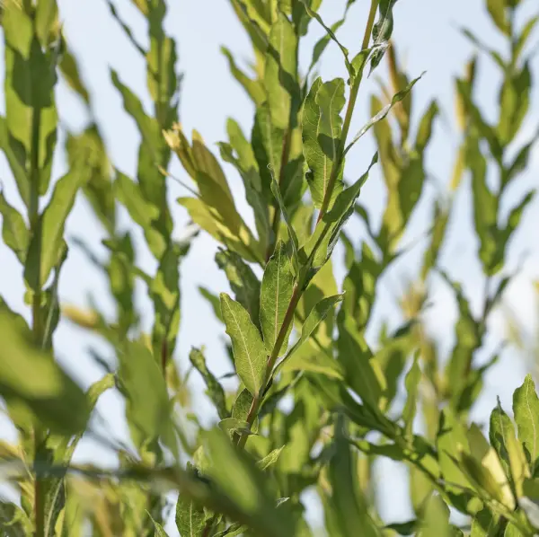 A close-up of Purple Willow (Salix Purpurea), a deciduous shrub or small tree with slender purple-tinted stems and narrow grey-green leaves, ideal for UK gardens.