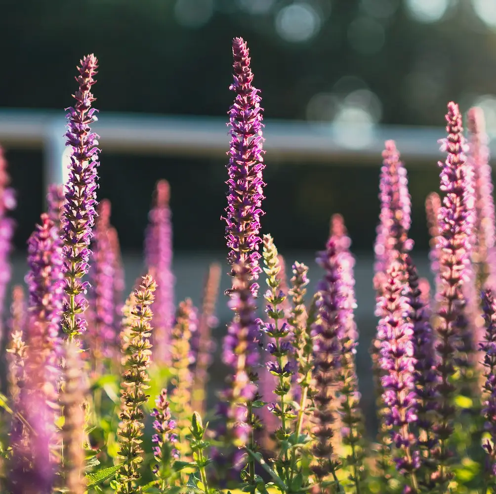 A close-up of Salvia Superba, a hardy perennial with tall spikes of deep purple-blue flowers and aromatic foliage, perfect for UK garden borders and containers.