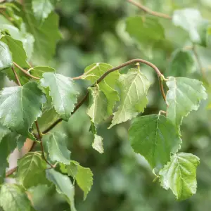 Silver Birch (Betula Pendula), a graceful deciduous tree with distinctive white bark and delicate weeping branches, ideal for UK gardens.