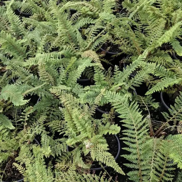 A close-up of Soft Shield Fern (Polystichum Setiferum Herrenhausen), an evergreen fern with finely divided fronds, perfect for adding texture to shaded UK gardens.