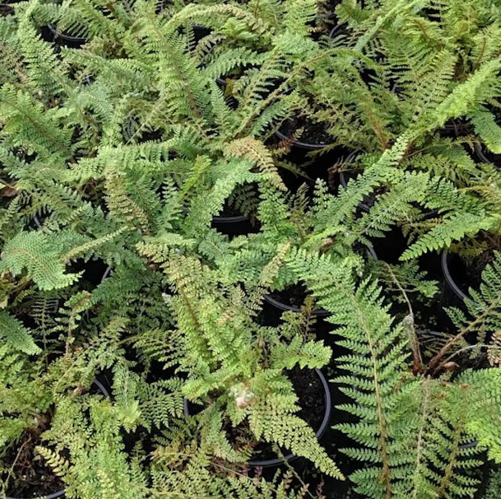 A close-up of Soft Shield Fern (Polystichum Setiferum Herrenhausen), an evergreen fern with finely divided fronds, perfect for adding texture to shaded UK gardens.