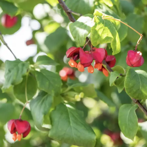 A close-up of Spindle (Euonymus Europaeus), a deciduous shrub with brilliant red autumn foliage and pink fruit capsules that reveal bright orange seeds, perfect for UK gardens.