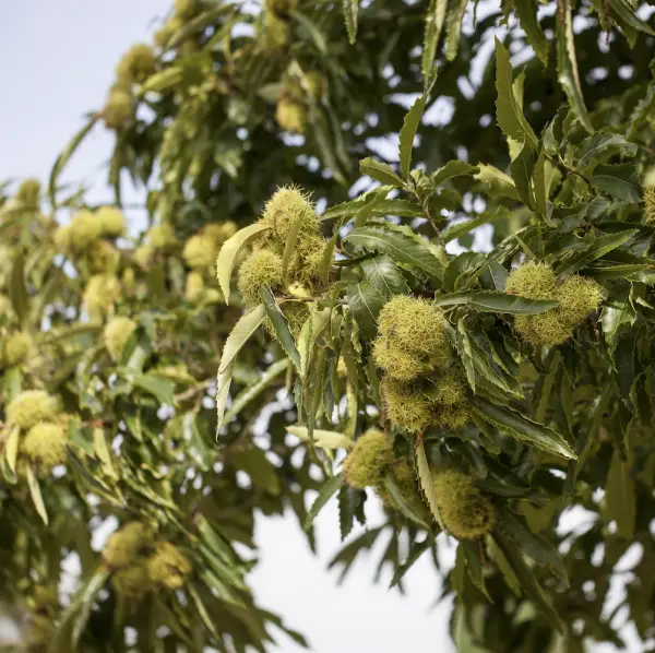 Sweet Chestnut (Castanea Sativa), a majestic deciduous tree known for its serrated leaves, fragrant flowers, and edible chestnuts, ideal for UK gardens.