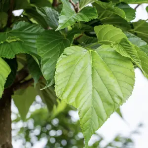 A close-up of Small Leaved Lime (Tilia Cordata), a deciduous tree with small, heart-shaped green leaves and clusters of fragrant yellow-white flowers, perfect for UK gardens.