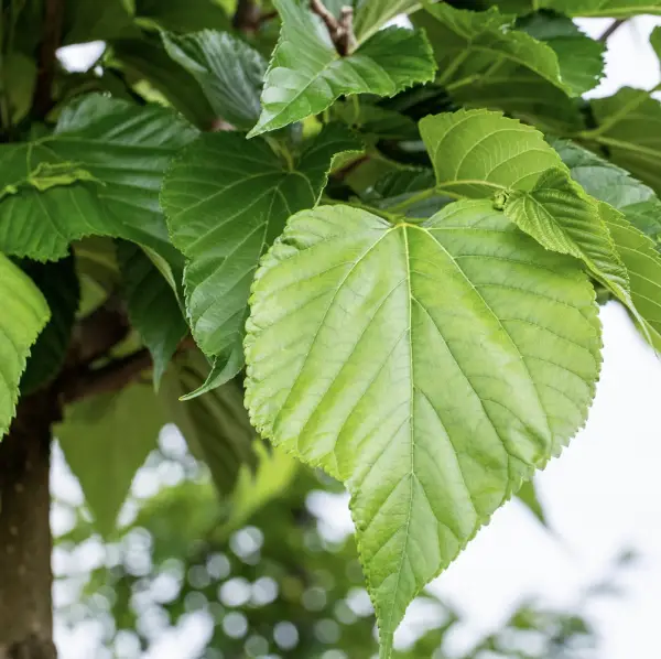 A close-up of Small Leaved Lime (Tilia Cordata), a deciduous tree with small, heart-shaped green leaves and clusters of fragrant yellow-white flowers, perfect for UK gardens.
