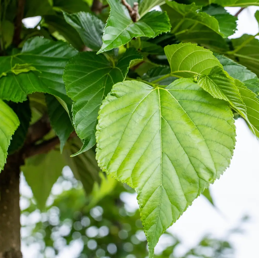 A close-up of Small Leaved Lime (Tilia Cordata), a deciduous tree with small, heart-shaped green leaves and clusters of fragrant yellow-white flowers, perfect for UK gardens.