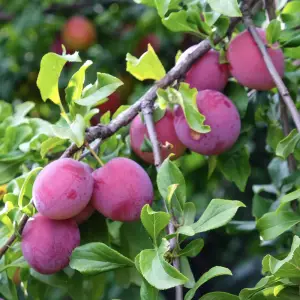 Victoria Plum Tree, a deciduous tree known for its sweet, juicy plums and beautiful spring blossoms, ideal for home orchards in UK gardens.