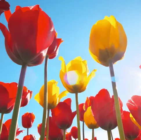 A comprehensive guide to planting spring bulbs, providing expert tips on the best planting time for vibrant and colourful garden blooms.