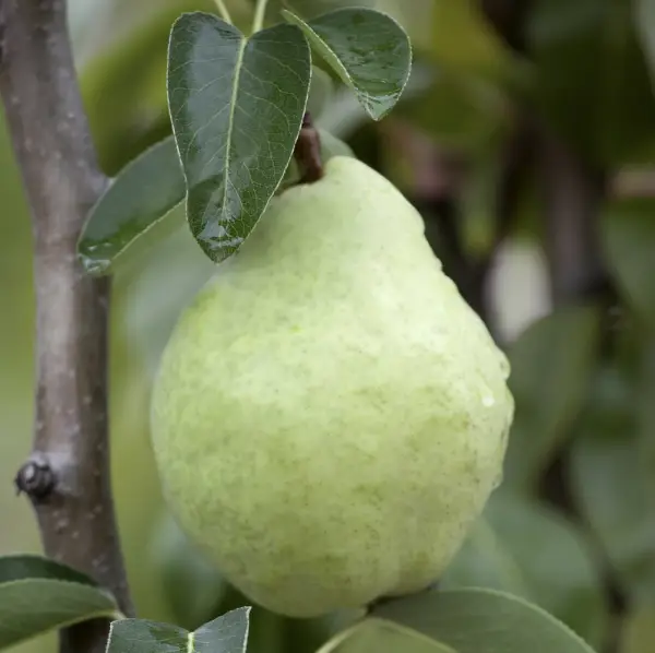 Williams Pear, a deciduous tree known for its sweet, juicy pears and beautiful spring blossoms, ideal for home orchards in UK gardens.
