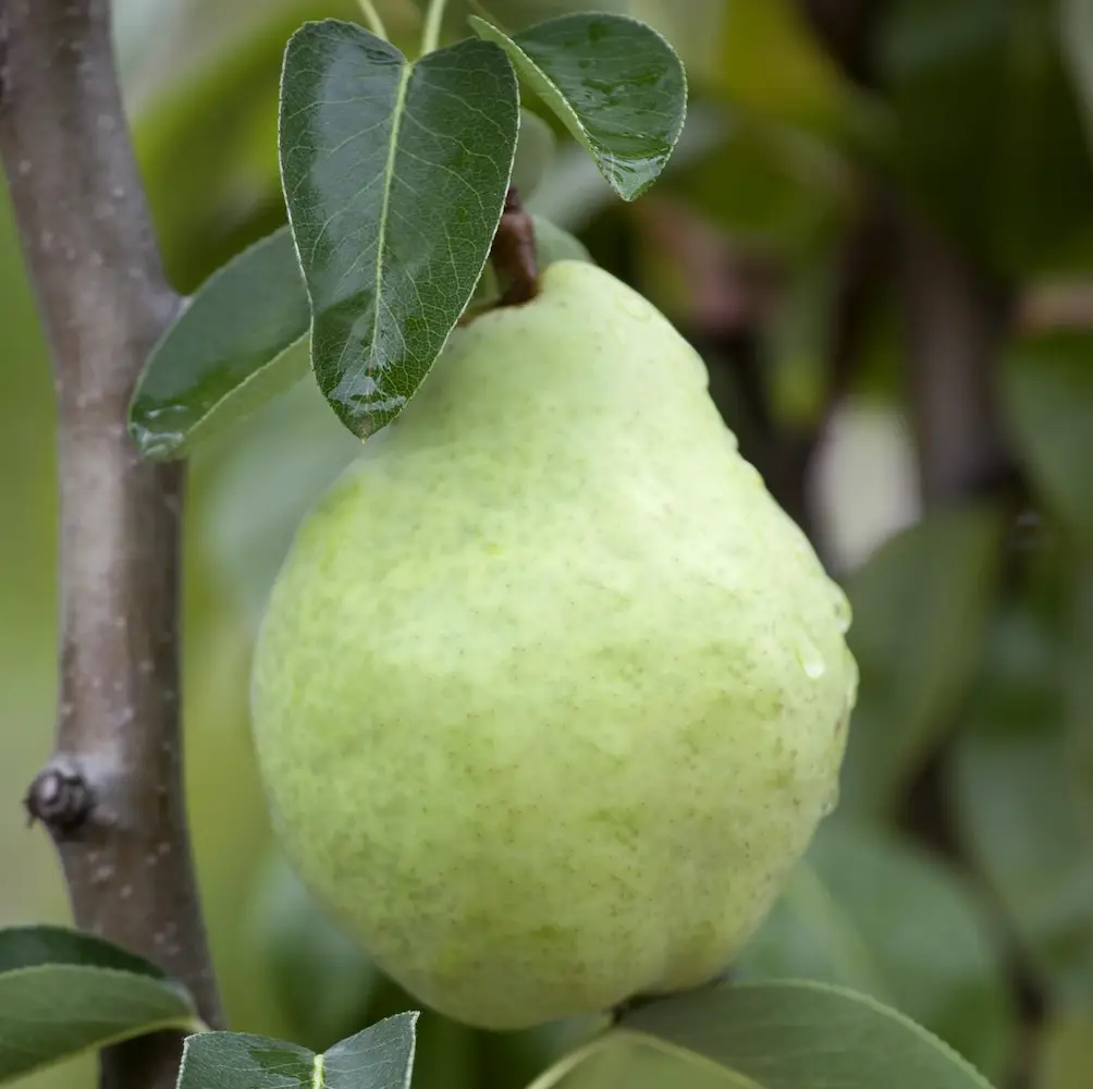 Williams Pear, a deciduous tree known for its sweet, juicy pears and beautiful spring blossoms, ideal for home orchards in UK gardens.