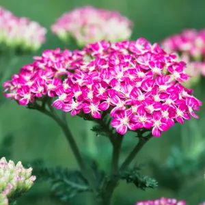 sandy lane nursery achillea cerise queen seeds