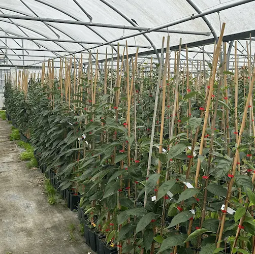 High-quality, affordable trees available for sale at Sandy Lane Nursery, perfect for enhancing UK gardens with budget-friendly options.