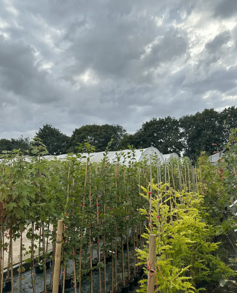 Sandy Lane Nursery offers high-quality, affordable trees with nationwide UK delivery, perfect for enhancing gardens with budget-friendly options.