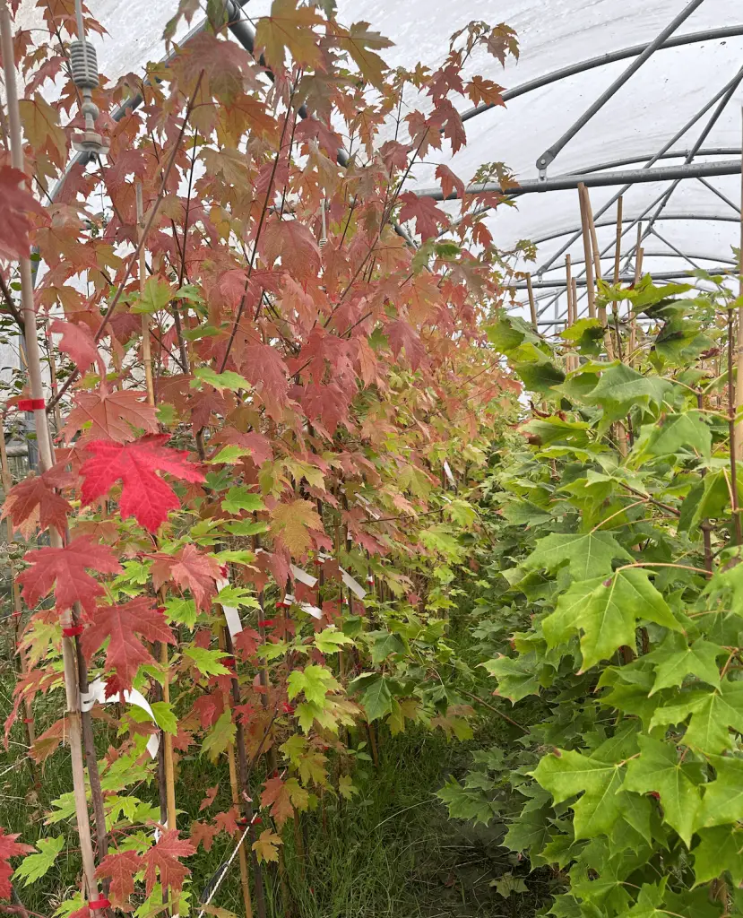 Affordable, high-quality garden trees available for UK-wide delivery from Sandy Lane Nursery, perfect for enhancing outdoor spaces on a budget.