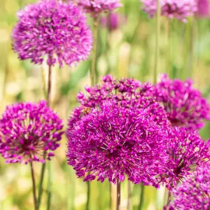allium purple sensation sandy lane nursery