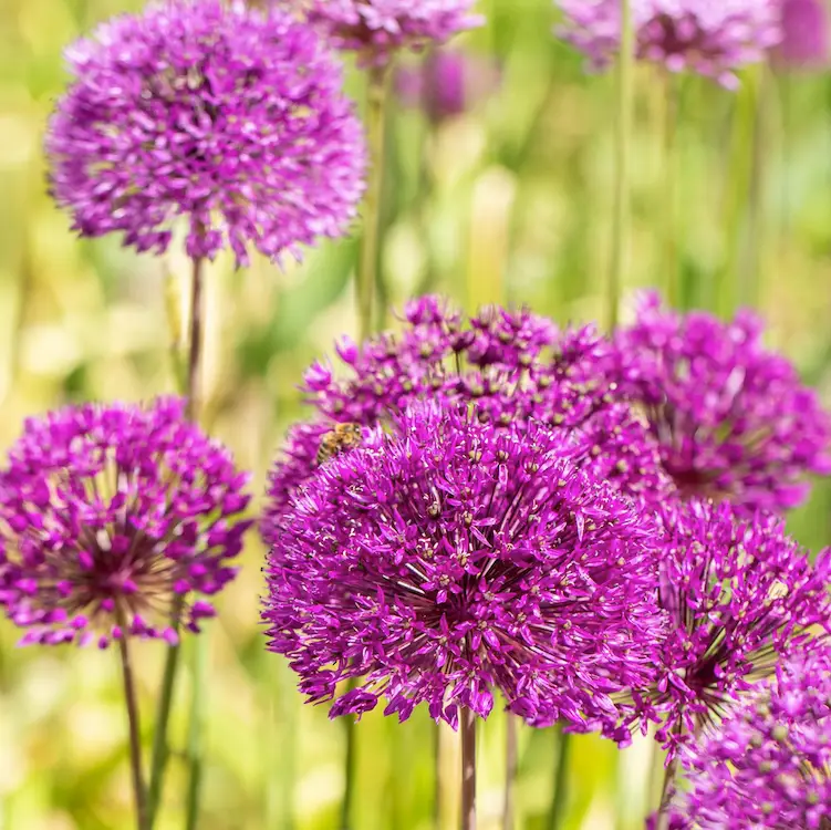 allium purple sensation sandy lane nursery