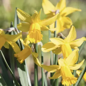 narcissus february gold sandy lane nursery