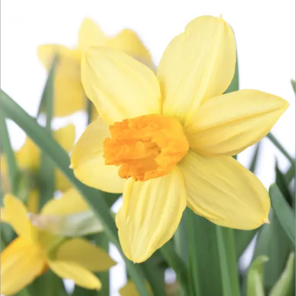 narcissus jetfire sandy lane nursery